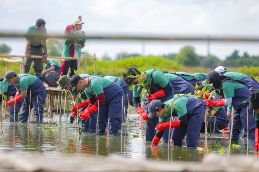 Mangrove planting was attended by around 250 participants