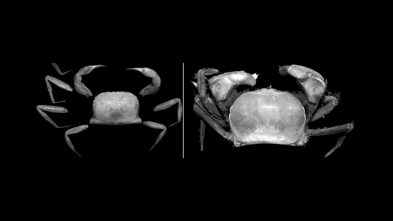 New Crab Species Discovered 